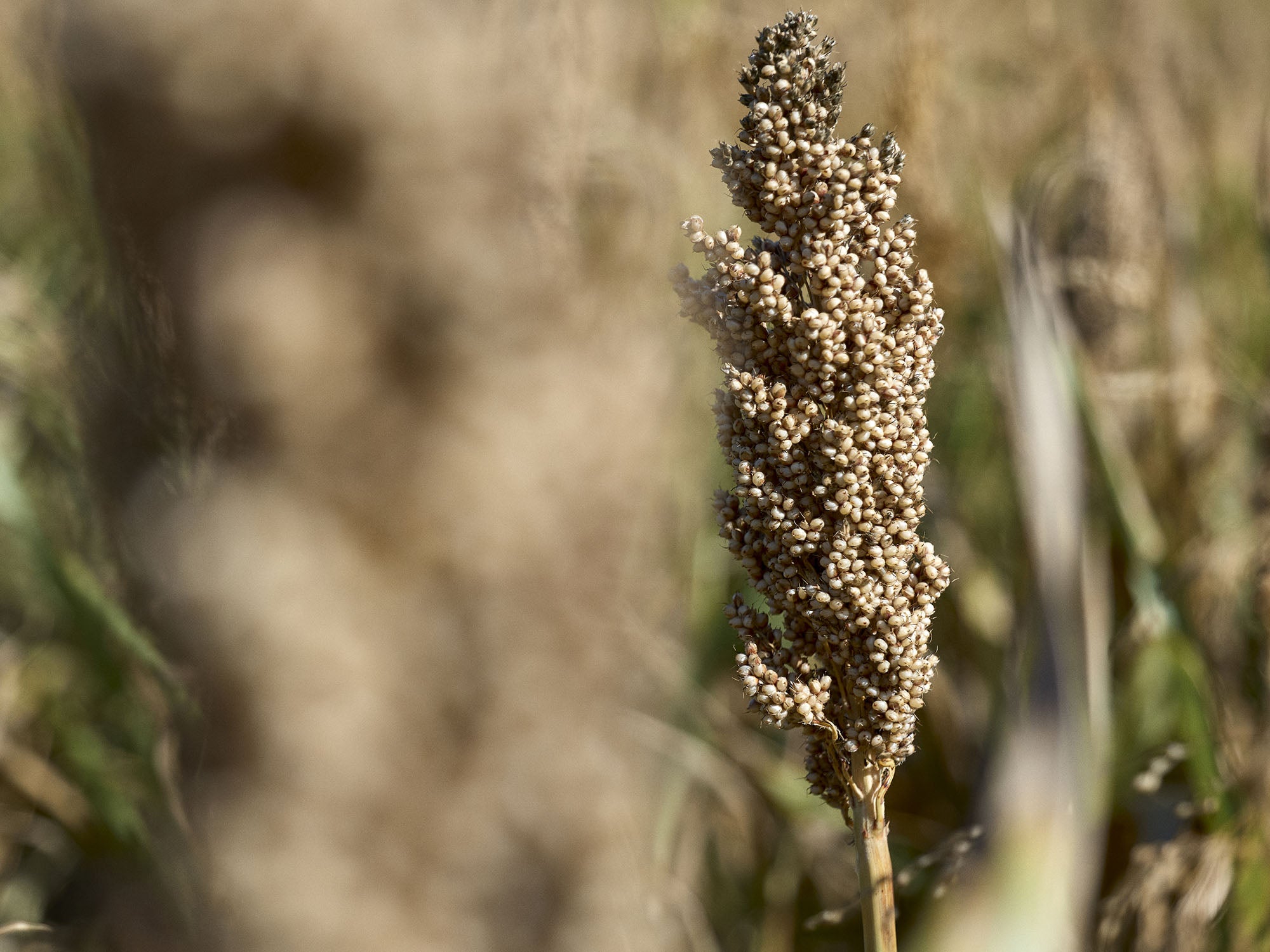 Sorgo e miglio: due cereali, molte proprietà Quali sono gli apporti  nutrizionali di sorgo e miglio? Perché dovrebbero essere introdotti nella  nostra dieta?