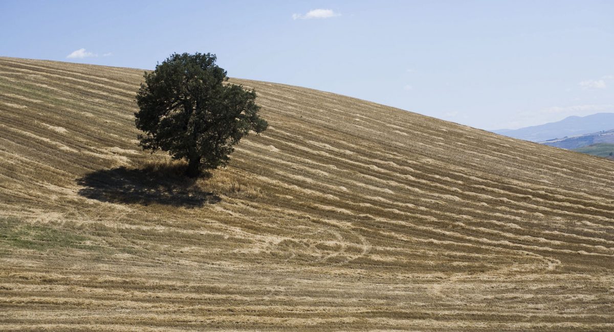 Biologico, abitare il paesaggio