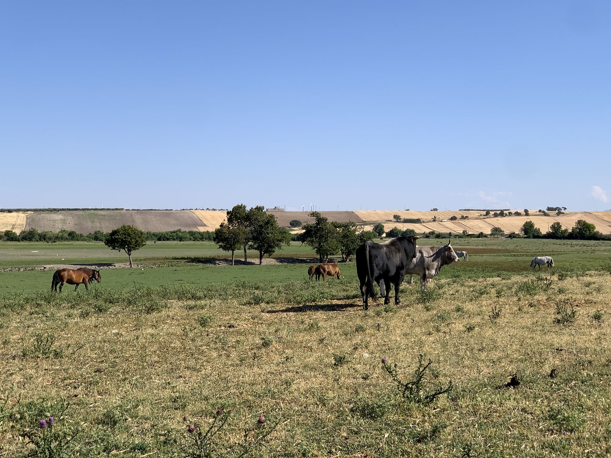 Agricoltura biologica in grado di sfamare l’Europa entro il 2050, lo scenario in uno studio